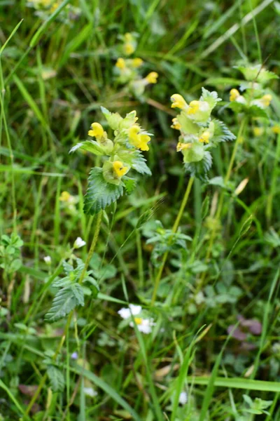 草甸上的黄牛野花 Rhinanthus 莱茵兰花或大黄牛花的特写 — 图库照片