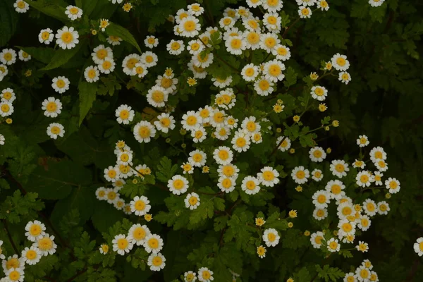 小さな白黄色の花数が少ない Tanacetum Parthenium Matricaria Eximia Pyrethrum Parthenium 菊Parthenium テキストの場所 — ストック写真