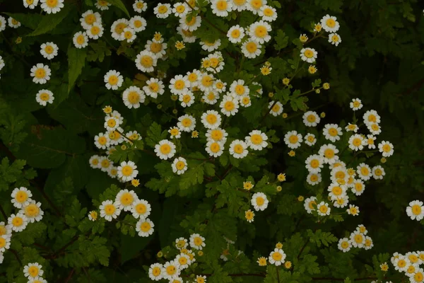 白色和黄色的小花 天冬酰胺 菊科植物 菊科植物 菊科植物 菊科植物 案文的位置 — 图库照片