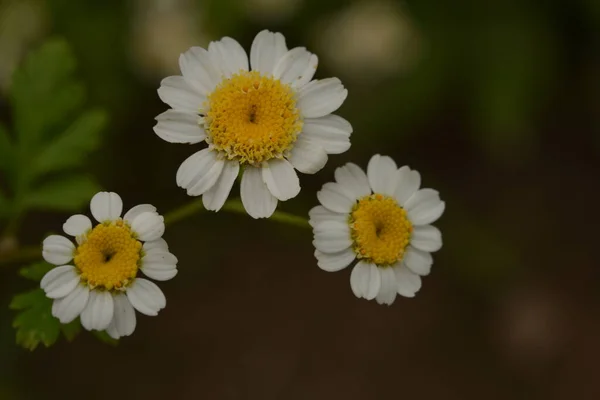 Kis Fehér Sárga Virágok Lázas Tanacetum Parthenium Matricaria Eximia Pyrethrum — Stock Fotó