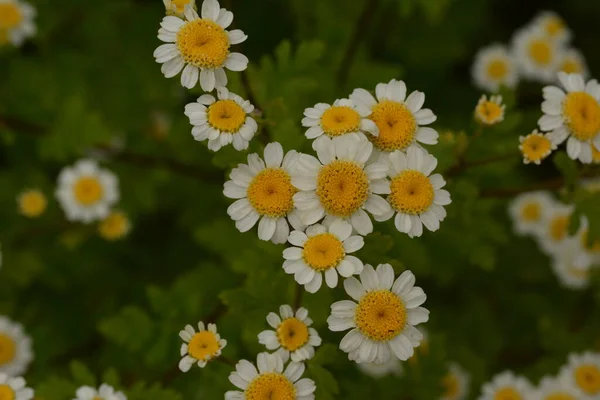 Małe Biało Żółte Kwiaty Gorączka Tanacetum Parthenium Matricaria Eximia Pyrethrum — Zdjęcie stockowe