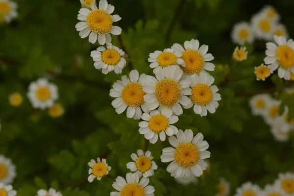 Pequenas Flores Branco Amarelas Feverfew Tanacetum Parthenium Matricaria Eximia Pyrethrum — Fotografia de Stock