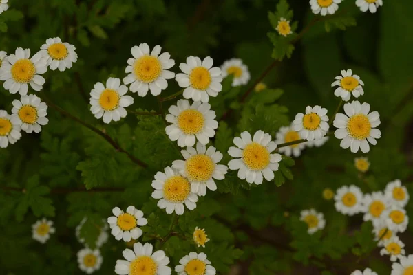 Pequenas Flores Branco Amarelas Feverfew Tanacetum Parthenium Matricaria Eximia Pyrethrum — Fotografia de Stock