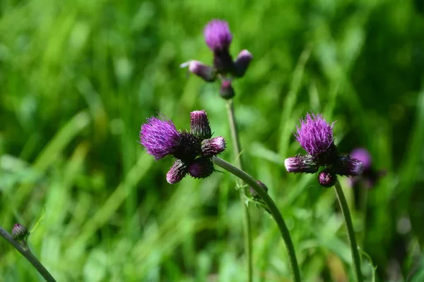 Cirsium Rivulare Atropurpureum Plume Thistle Einem Landhausgarten Lake District National — Stockfoto