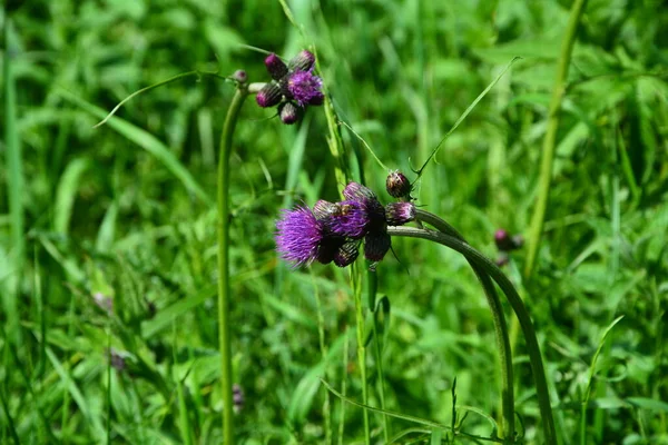 Cirsium Rivulare Atropurpureum Plume Thistle Einem Landhausgarten Lake District National — Stockfoto