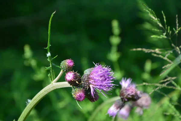 Cirsium Rivulare Atropurpureum Шлейф Чертополох Загородном Саду Территории Национального Парка — стоковое фото