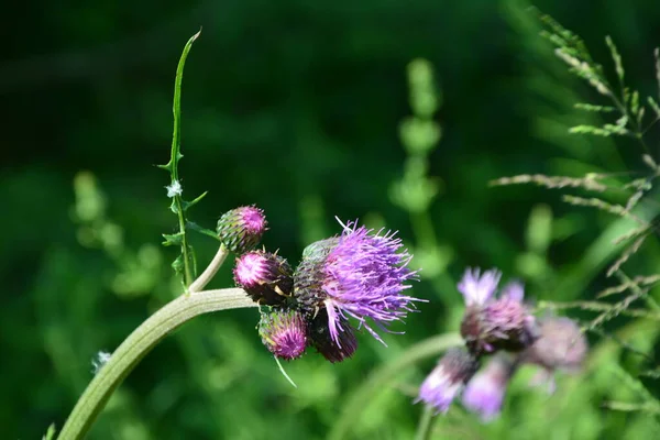 Cirsium Rivulare Atropurpureum Plume Thistle Egy Vidéki Üdülőházban Garden Lake — Stock Fotó