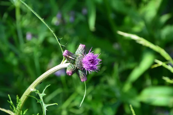 Cirsium Rivulare Atropurpureum Plume Thistle Einem Landhausgarten Lake District National — Stockfoto