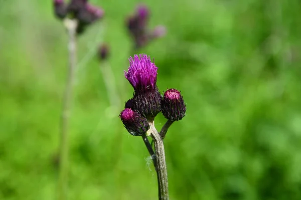 Cirsium Rivulare Atropurpureum Plume Thistle Einem Landhausgarten Lake District National — Stockfoto