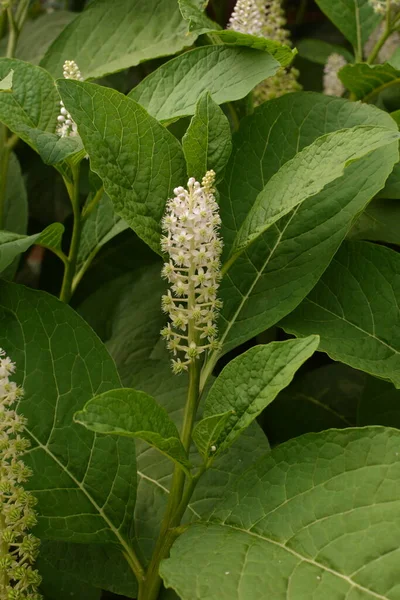 Phytolacca Americana Nebo Americký Pokeweed Nebo Prostě Pokeweed Rostlina — Stock fotografie