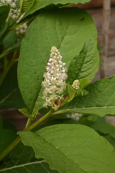 Phytolacca Americana American Pokeweed Simply Pokeweed Plant — Stock Photo, Image