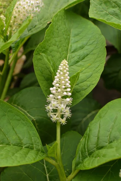 Phytolacca Americana Nebo Americký Pokeweed Nebo Prostě Pokeweed Rostlina — Stock fotografie