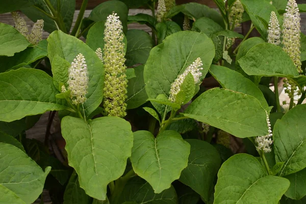 Phytolacca Americana Veya American Pokeweed Veya Basitçe Pokeweed — Stok fotoğraf