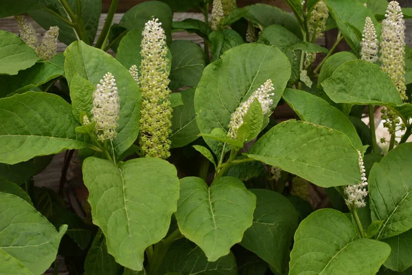 Phytolacca Americana Veya American Pokeweed Veya Basitçe Pokeweed — Stok fotoğraf