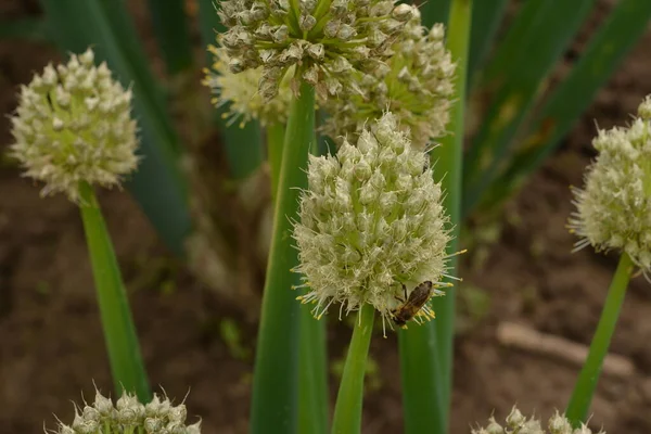 Planta Comestível Florescendo Perene Cebolas Verdes Galês Crescendo Jardim — Fotografia de Stock