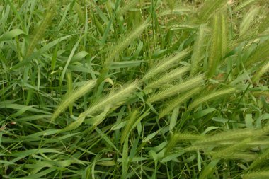 Hordeum murinum diğer adıyla duvar arpası veya sahte arpa bitkisi. Fare kuyruğu dikenli bitkiler, fare arpası.