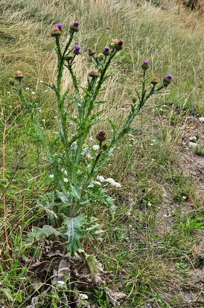 Onopordum Acanthium Oder Baumwolldistel Wiesenpflanze — Stockfoto