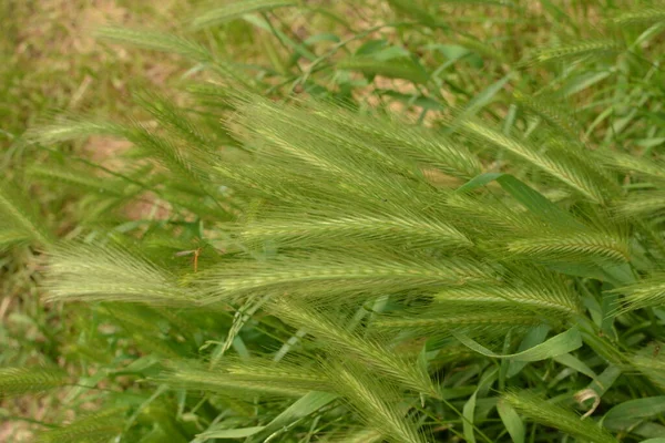 Hordeum Murinum Aka Stěna Ječmen Nebo Falešný Ječmen Trávy Rostlin — Stock fotografie