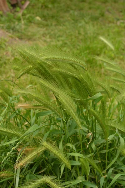 Hordeum Murinum Aka Cebada Pared Falsa Planta Hierba Cebada Plantas — Foto de Stock