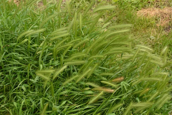 Hordeum Murinum Aka Stěna Ječmen Nebo Falešný Ječmen Trávy Rostlin — Stock fotografie