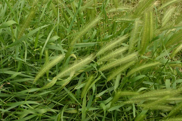 Hordeum Murinum Más Néven Fali Árpa Vagy Hamis Árpa Növény — Stock Fotó