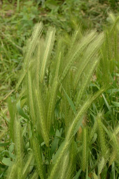 胡芦巴或假大麦青草植物 有老鼠尾巴尖的植物 老鼠大麦 — 图库照片