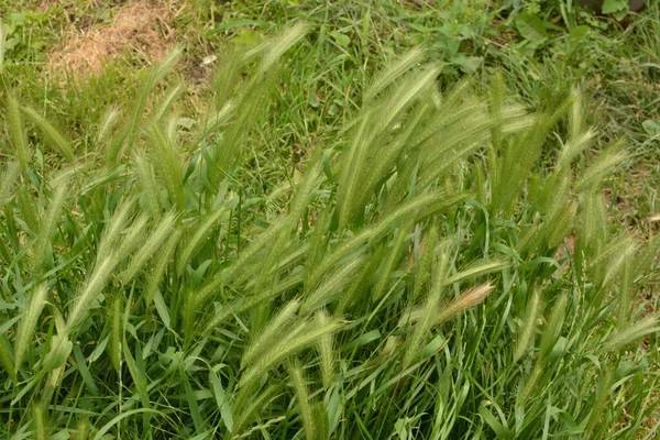 Hordeum Murinum別名ウォール大麦または偽大麦の草の植物 マウスの尾 マウスの大麦のスパイクを持つ植物 — ストック写真