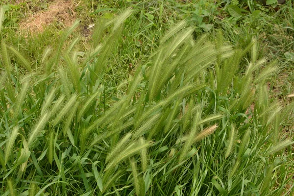 Hordeum Murinum別名ウォール大麦または偽大麦の草の植物 マウスの尾 マウスの大麦のスパイクを持つ植物 — ストック写真