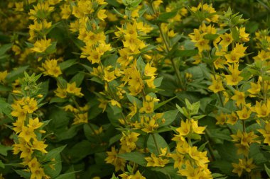 Makro fotoğraf doğası sarı Lysimachia vulgaris çiçeği. Doku arka planda bitki altın sarısı gevşek çiçek.