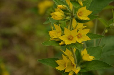 Makro fotoğraf doğası sarı Lysimachia vulgaris çiçeği. Doku arka planda bitki altın sarısı gevşek çiçek.