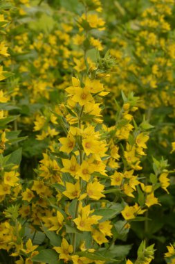 Makro fotoğraf doğası sarı Lysimachia vulgaris çiçeği. Doku arka planda bitki altın sarısı gevşek çiçek.