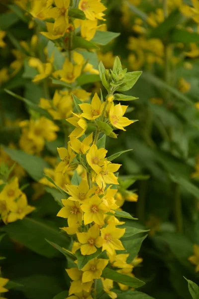 Makro Foto Příroda Žlutá Lysimachia Vulgaris Květ Textura Pozadí Rostlina — Stock fotografie