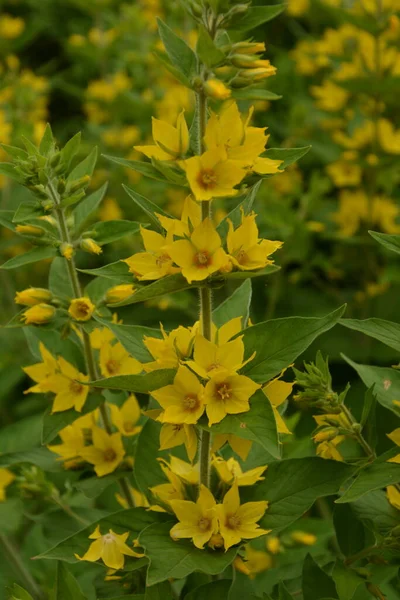 宏观摄影自然黄色的荔枝花 纹理背景植物金黄色疏松的花 — 图库照片