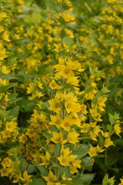 宏观摄影自然黄色的荔枝花 纹理背景植物金黄色疏松的花 — 图库照片
