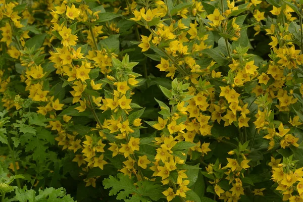 Macro Photo Nature Yellow Lysimachia Vulgaris Flower Texture Background Plant — Stock Photo, Image