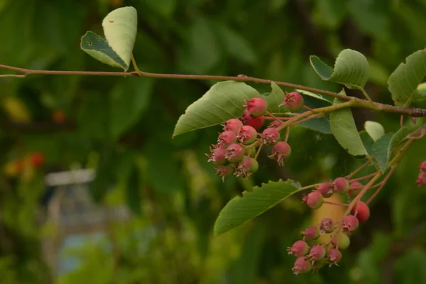 Frutas Púrpuras Shadbush Serviceberry Primer Plano Berry Del Lamarckii Amelanchier —  Fotos de Stock