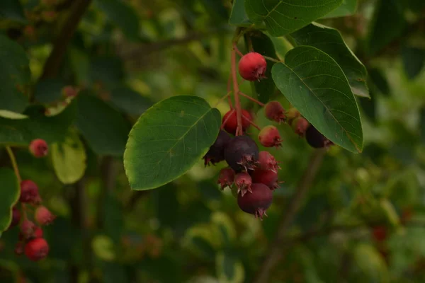 Lila Früchte Der Schattenbusch Servicebeere Nahaufnahme Der Beere Von Der — Stockfoto