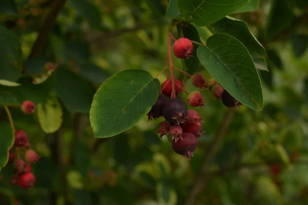 Frutos Roxos Shadbush Serviceberry Close Berry Lamarckii Amelanchier Também Chamado — Fotografia de Stock