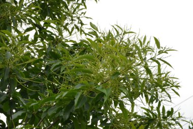 Castanea sativa Miller, Fagaceae familyasından bir bitki türü..