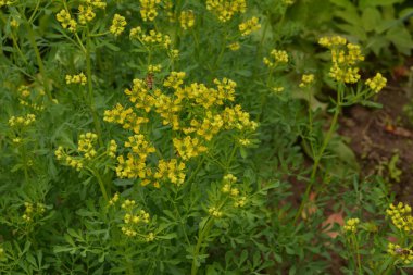 Ruta namı diğer Rue Ruta Graveolens Rue veya Rue. Ruta mezarlıklarının sarı çiçekleri (sık rastlanan bir çiçek) yaz bahçesinde. Bahçedeki tıbbi bitkilerin yetiştirilmesi..