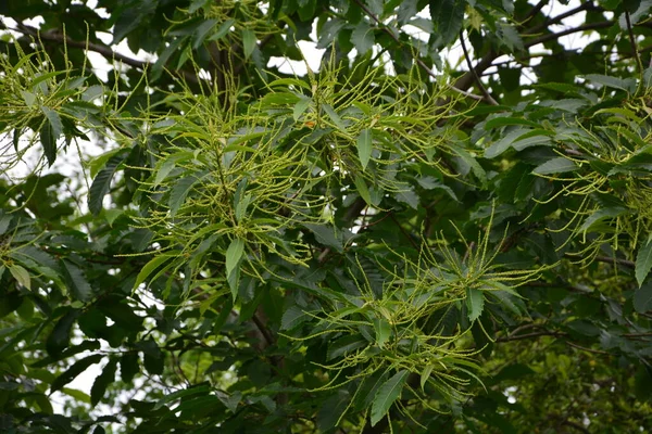 Květiny Castanea Sativa Miller Nebo Sladký Kaštan Druh Kvetoucí Rostliny — Stock fotografie