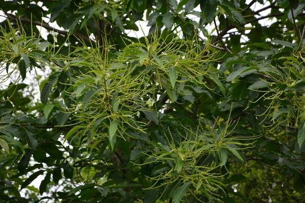 Fleurs Castanea Sativa Miller Châtaignier Est Une Espèce Plante Famille — Photo