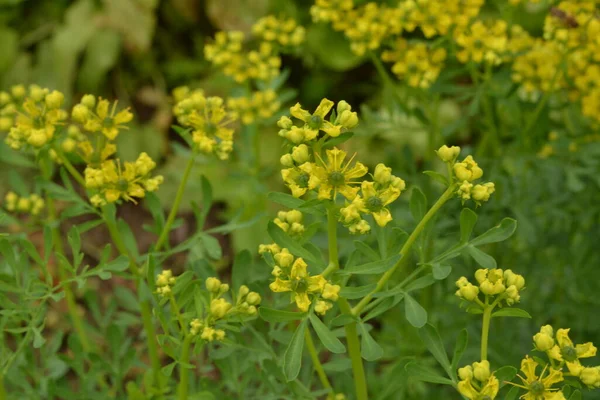 通常被称为Rue Ruta Graveolens Rue或通用Rue的Ruta 夏天花园中的红豆杉黄花 普通的红草或优雅的香草 在花园里种植药用植物 — 图库照片