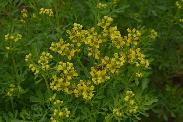 ルタは一般的にRue Ruta Graveolens RueまたはCommon Rueとして知られている 夏の庭にあるルタ グラボレン 一般的なRueまたは草本 の黄色の花 庭の薬用植物の栽培 — ストック写真