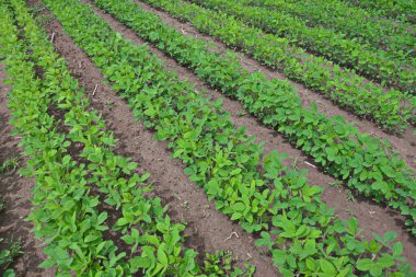 Tarım arazisi. Mavi gökyüzü ve bulutlu yeşil soya tarlası ekilmiş soya tohumu tarlalarında yetişen genç bitkiler..