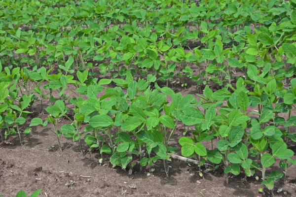 Agricultural Landscape Green Field Soy Blue Sky Cloud Cultivated Soybean — Stock Photo, Image