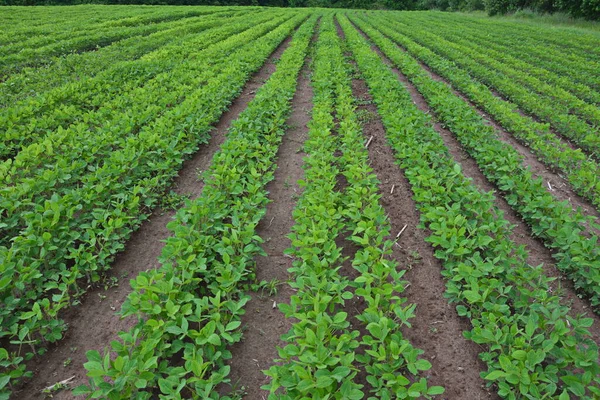 Сельскохозяйственный Пейзаж Зеленое Поле Сои Голубым Небом Облаком Культивированная Соевая — стоковое фото