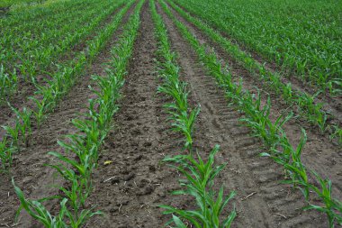 Genç mısırların yetiştiği bir tarla. Gün batımında yeşil alan. Genç mısır tarlası ilkbahar sabahı çok sığ bir tarlada..