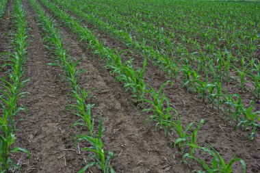 Genç mısırların yetiştiği bir tarla. Gün batımında yeşil alan. Genç mısır tarlası ilkbahar sabahı çok sığ bir tarlada..