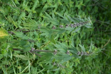 Herb Garden 'da kardiotonik ilaç olarak kullanılan otçul otlar. Leonurus kardiyak yeşil yapraklar, kapatın..